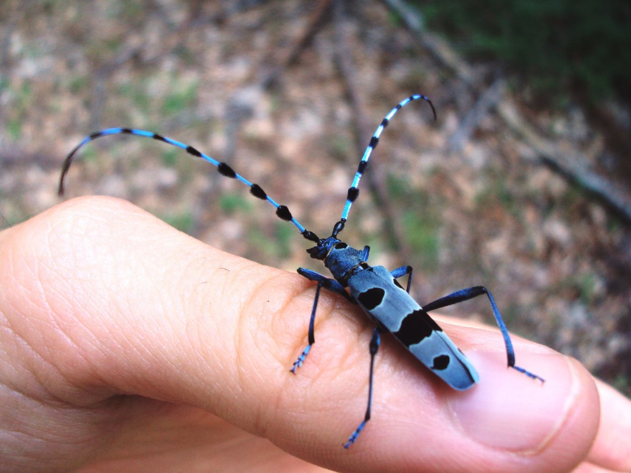 Жук Стригун усач