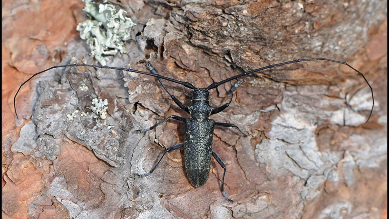 Isotomus COMPTUS