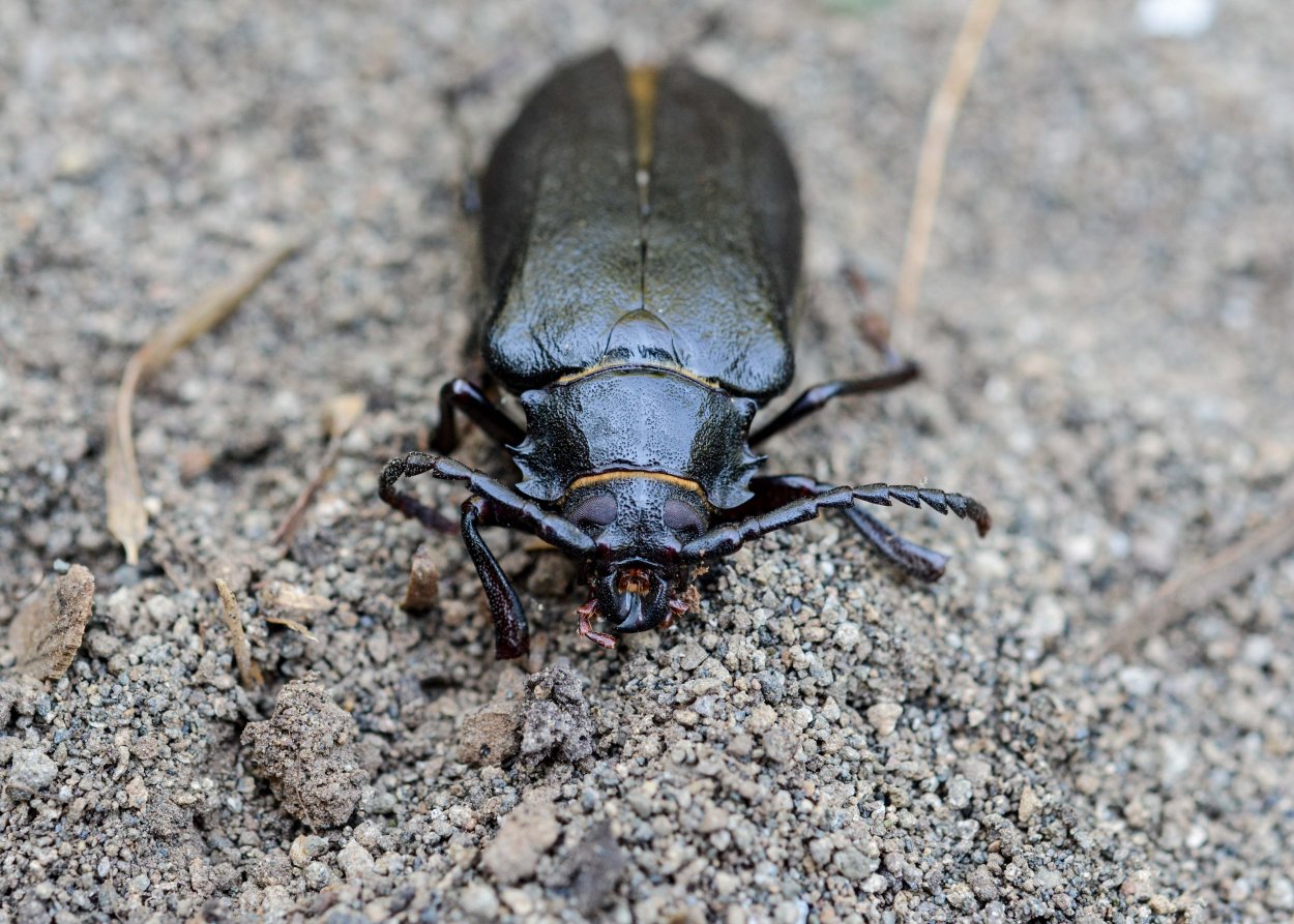 Зеленый Усатый Жук