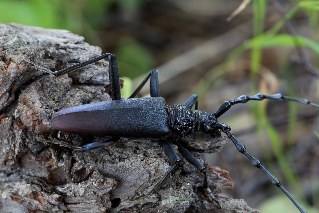 Жук Карабус жужелица Лесная