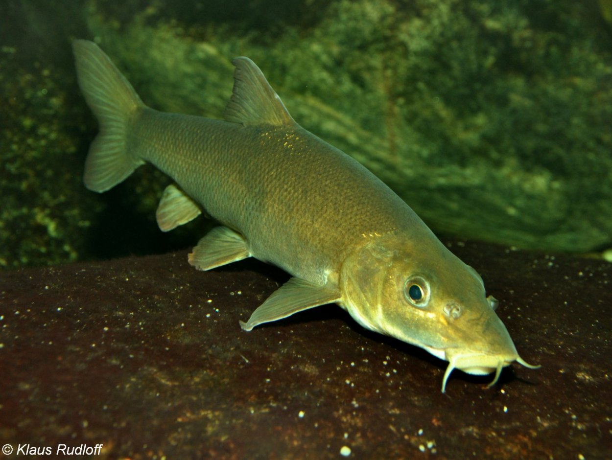 Жук Стригун усач