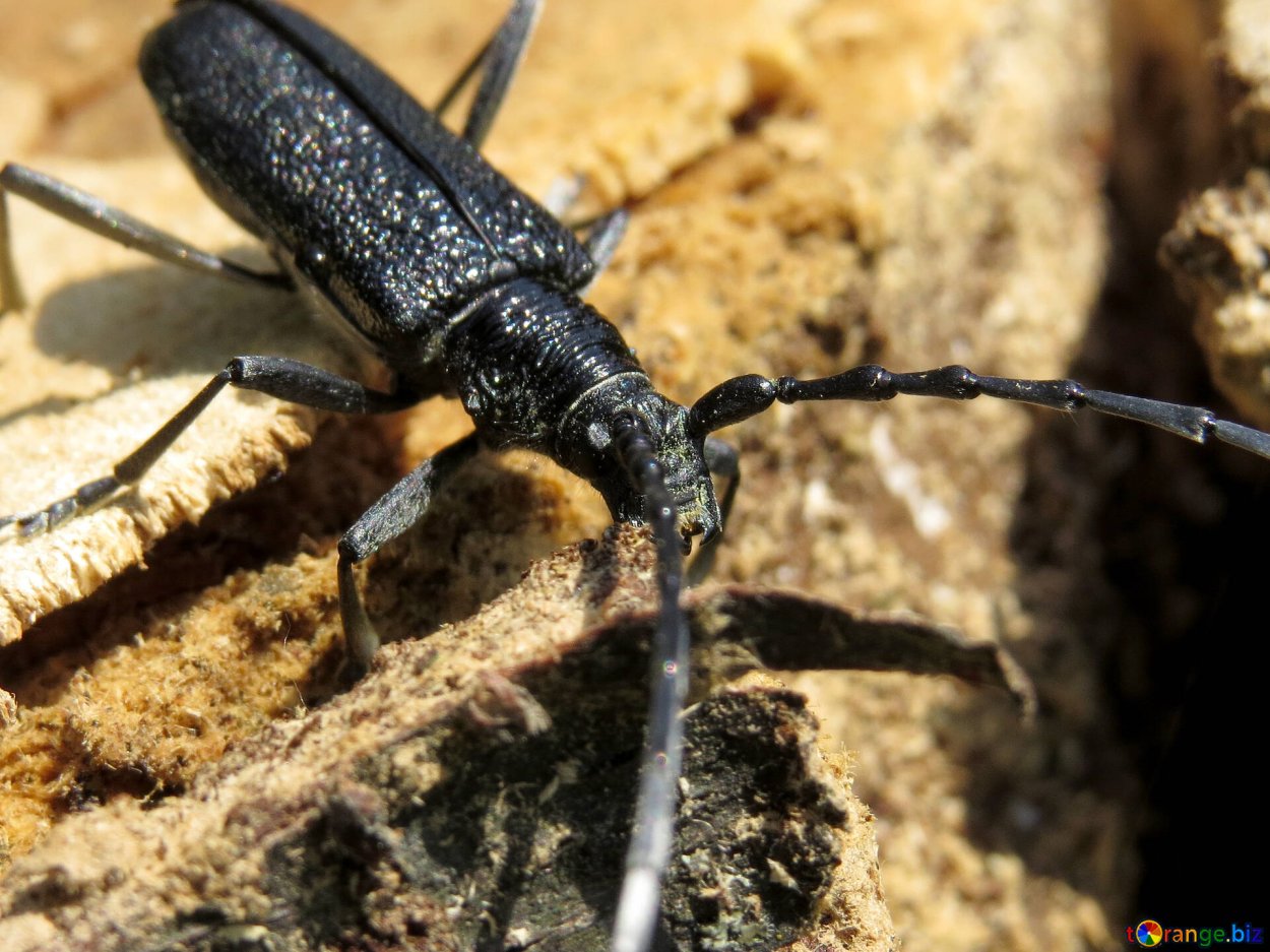 Рыба усач Речной Кубань