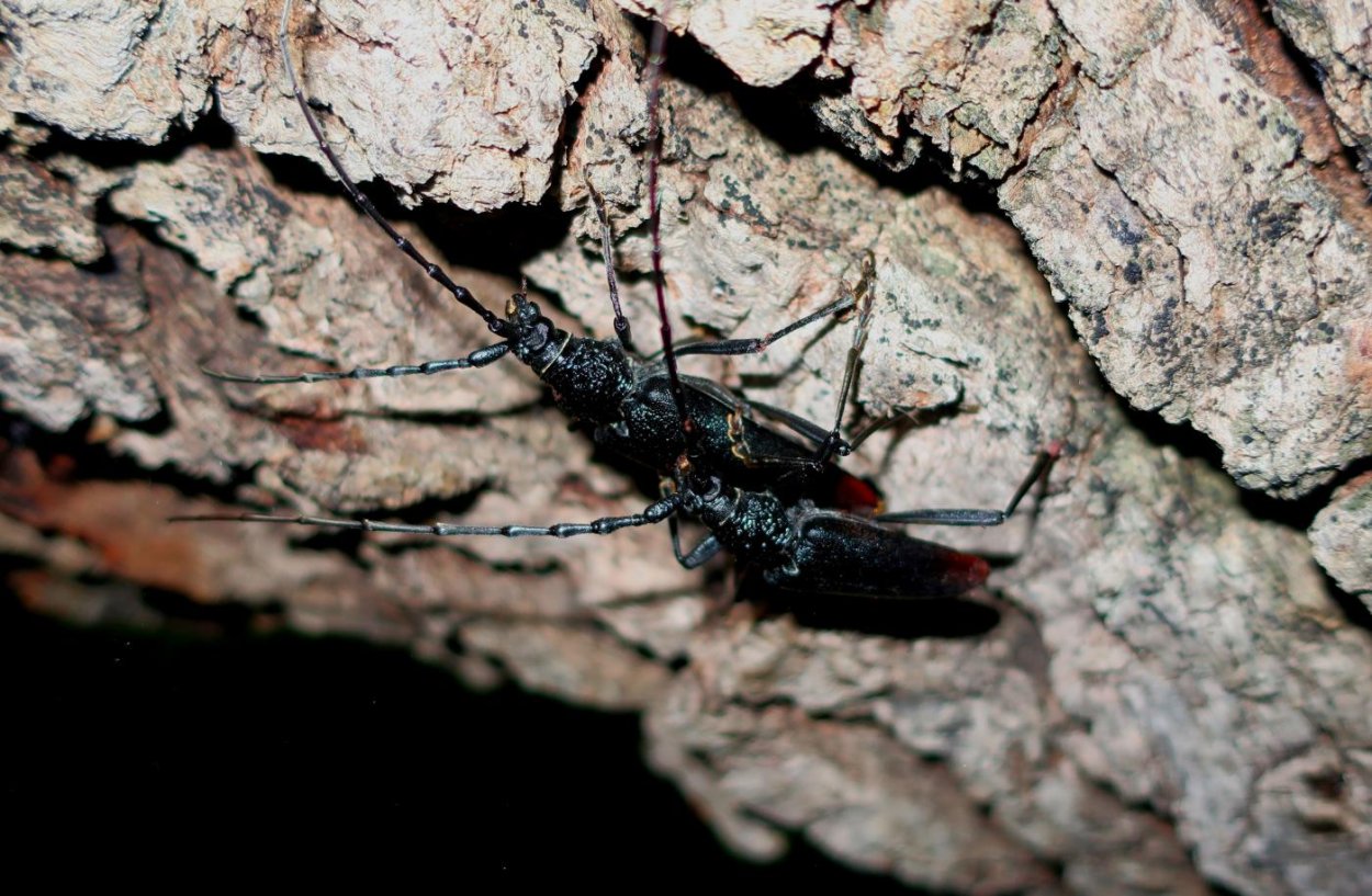 Жук Альпийский усач