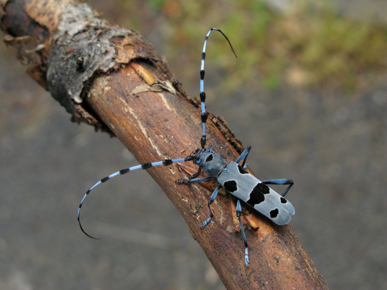 Жук усач полосатый