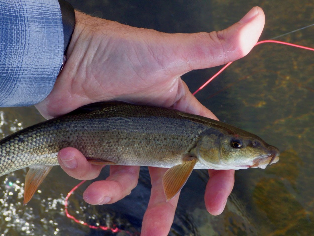 Усач корнеед Сибирский