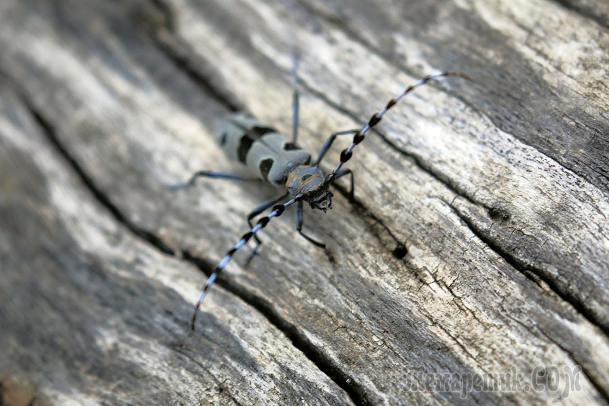 Жук усач редкий