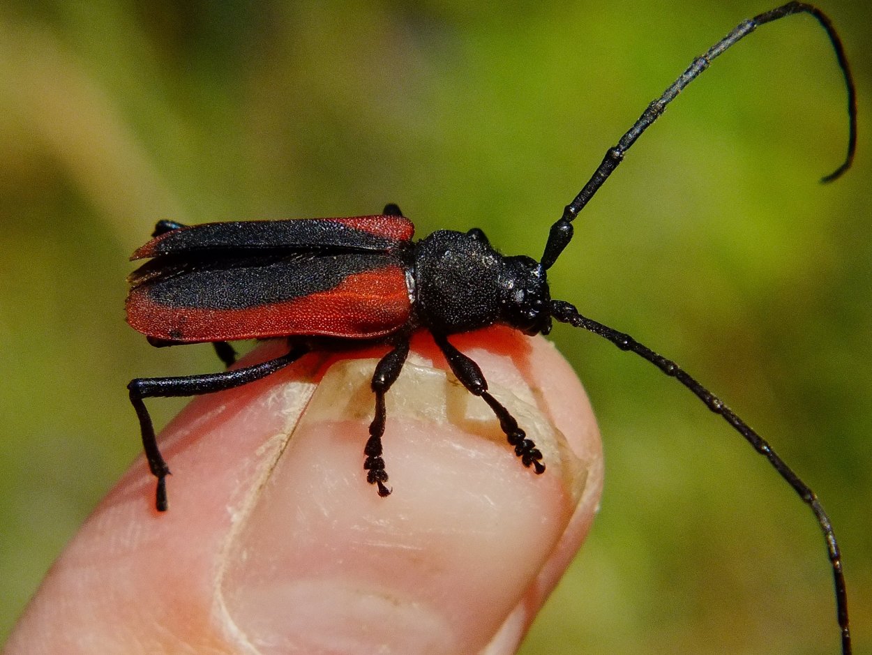 Жук Альпийский усач
