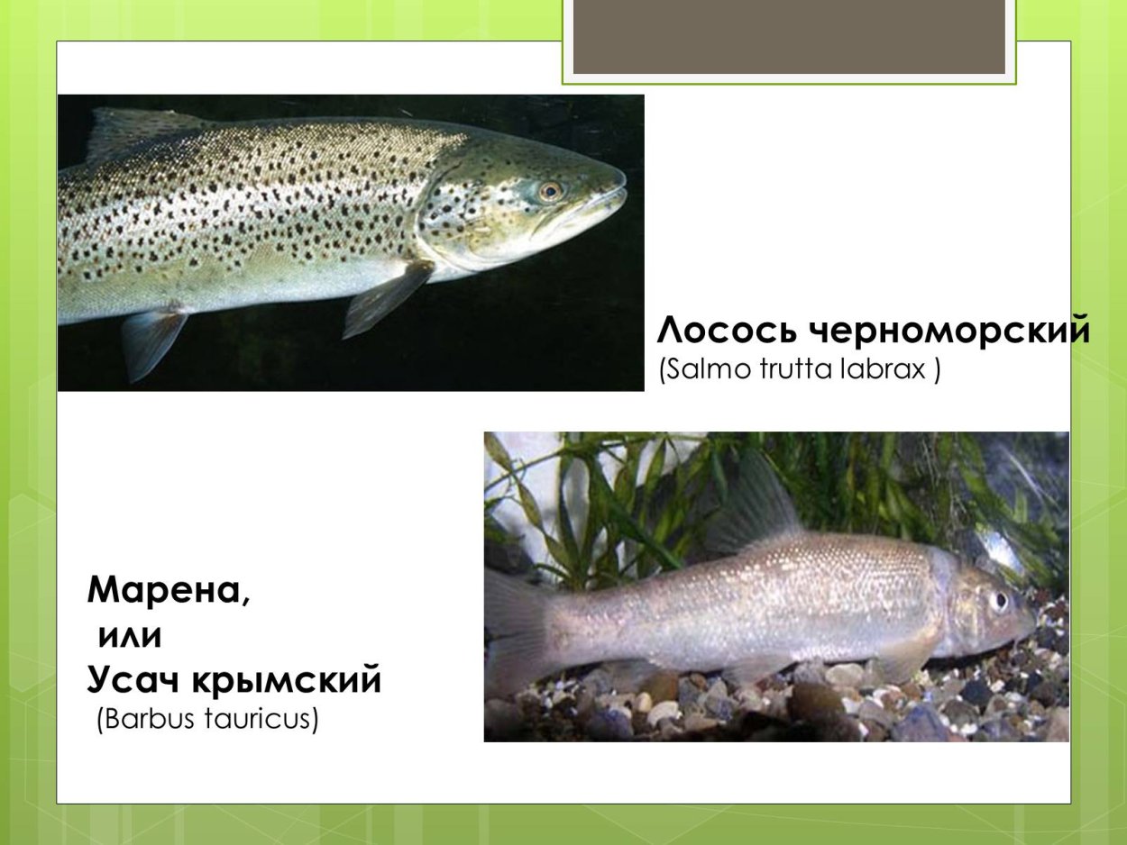 Альпийский усач (Rosalia Alpina)