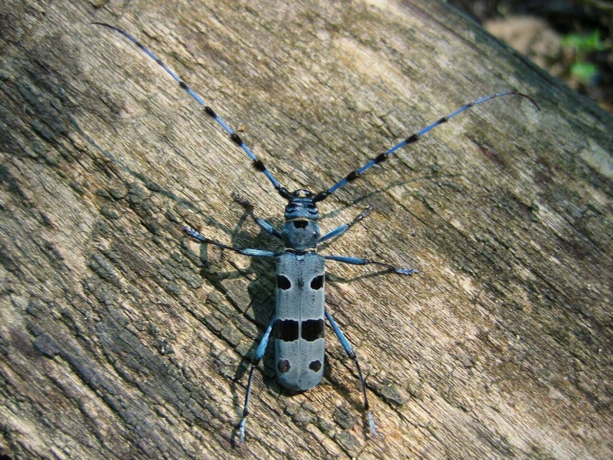 Жук Стригун усач