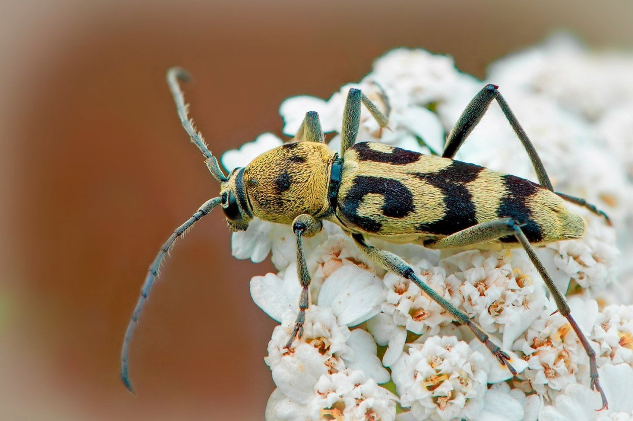 Усач рыба фугу