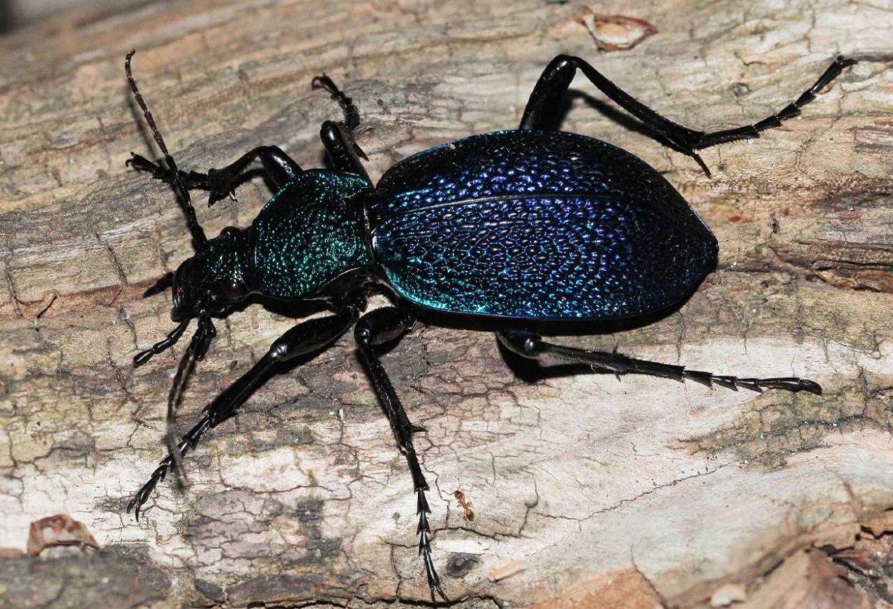 Жук усач реликтовый