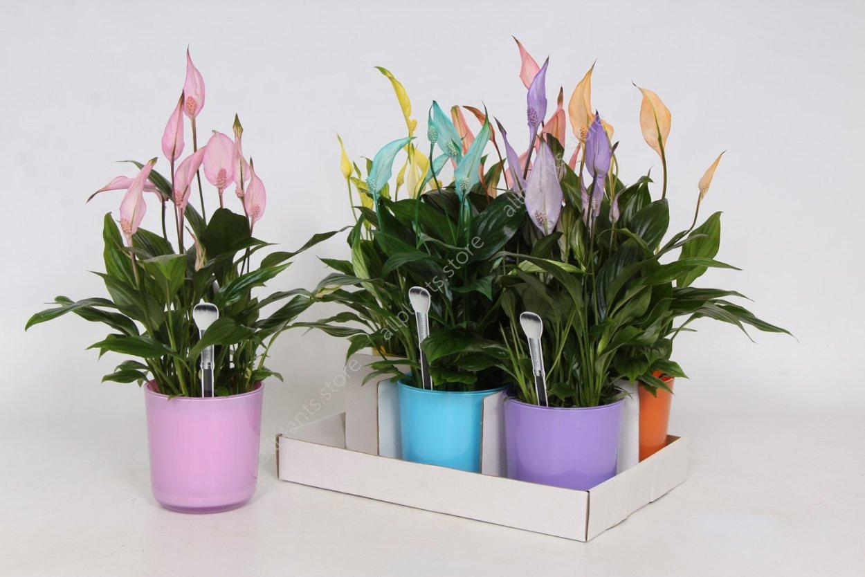 Спатифиллум Корто