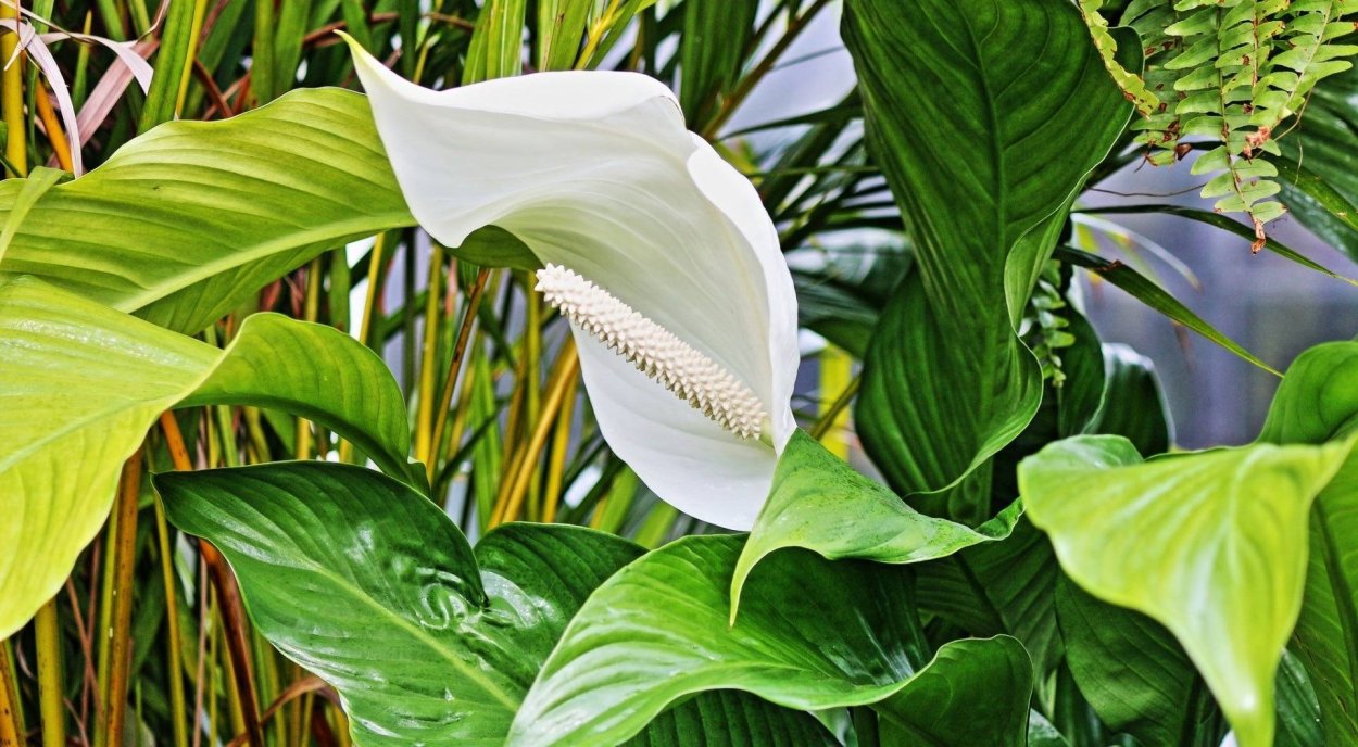 Спатифиллум обильноцветущий