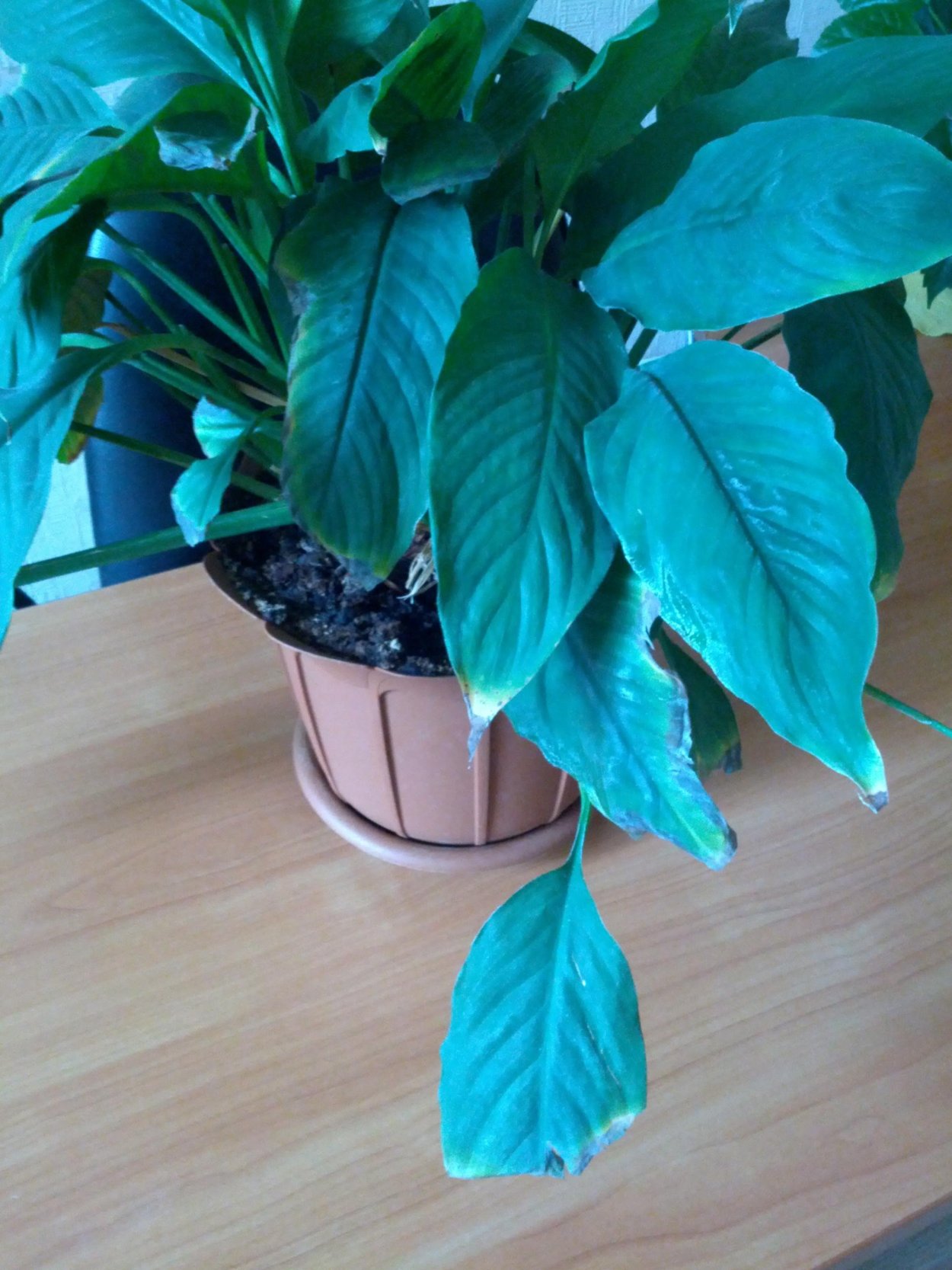 Антуриум Пурпл Харт