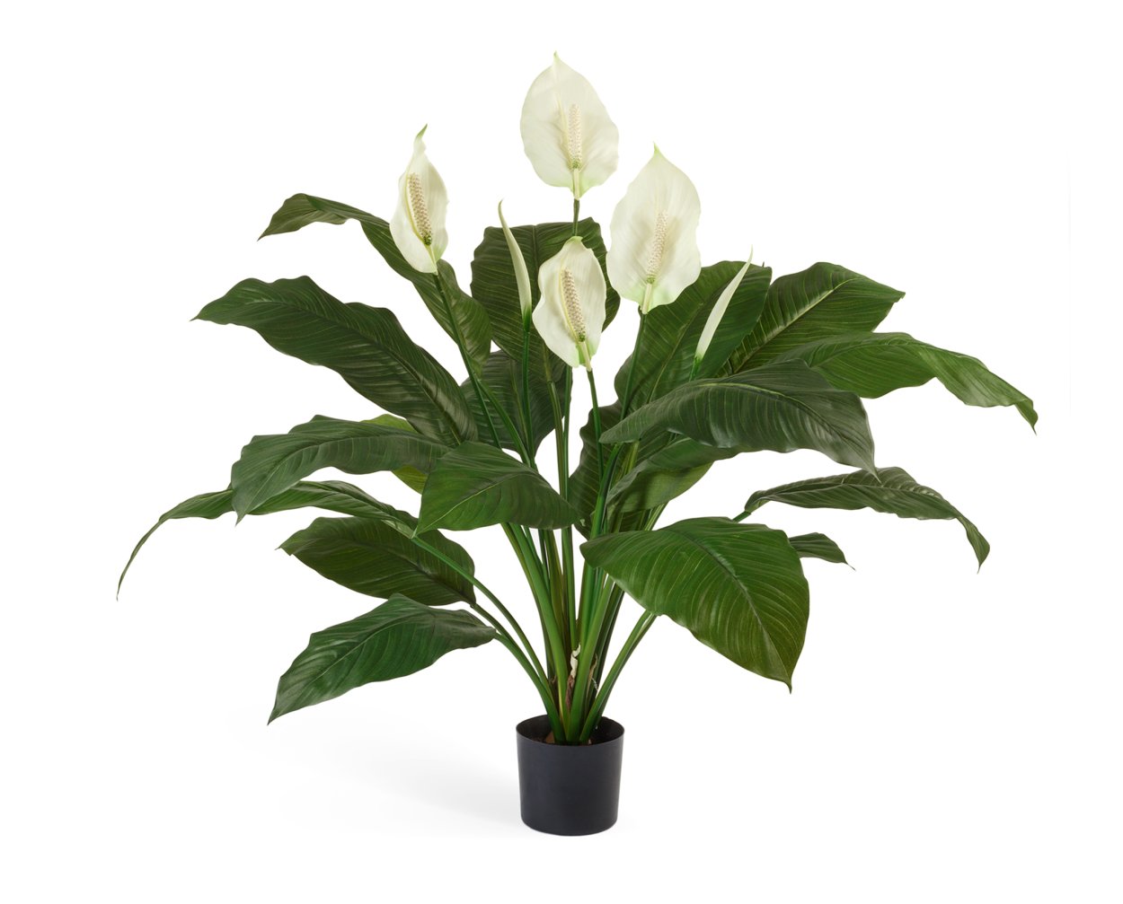 Спатифиллум Клаудиус