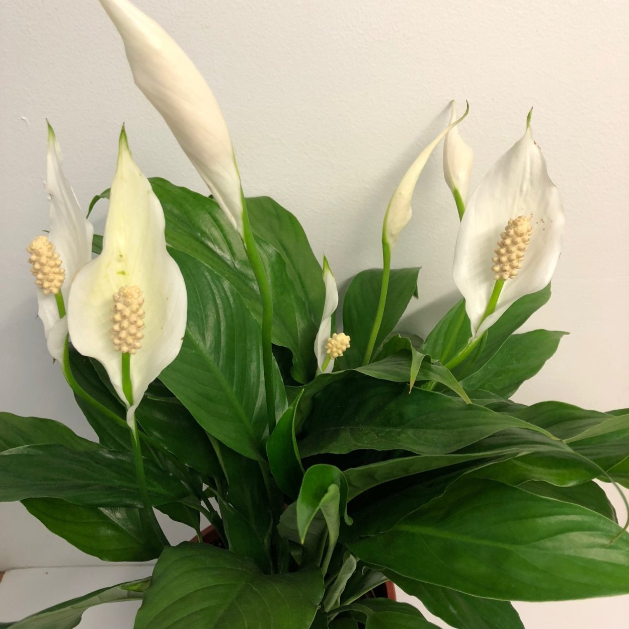Спатифиллум Уоллиса (Spathiphyllum wallisii)