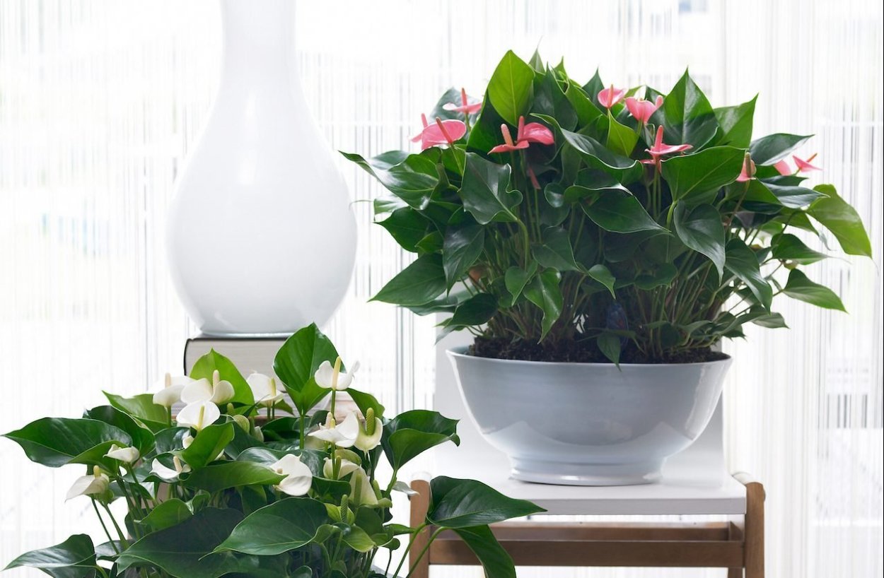 Spathiphyllum wallisii цветок