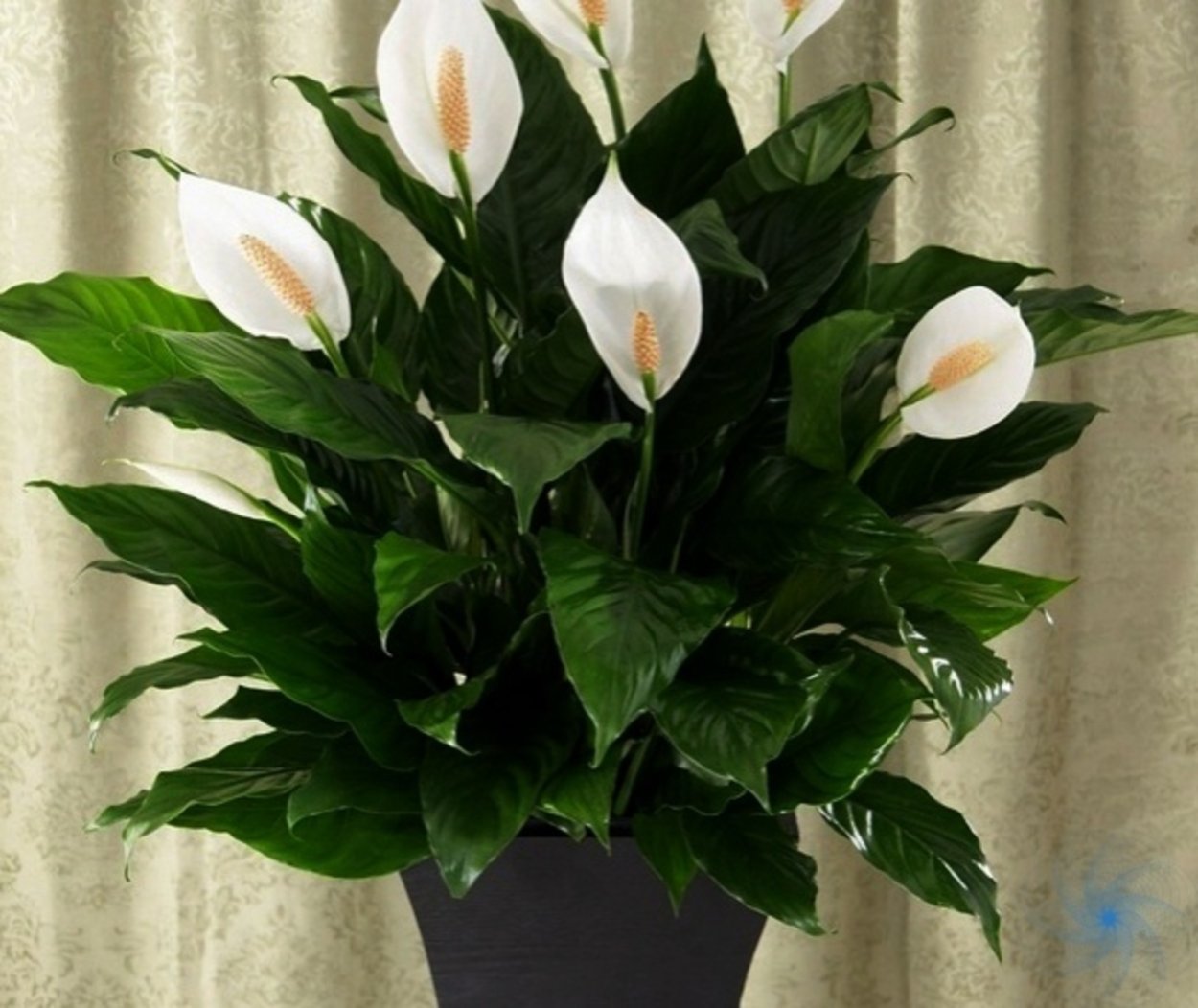 Спатифиллум Свит Лауретта