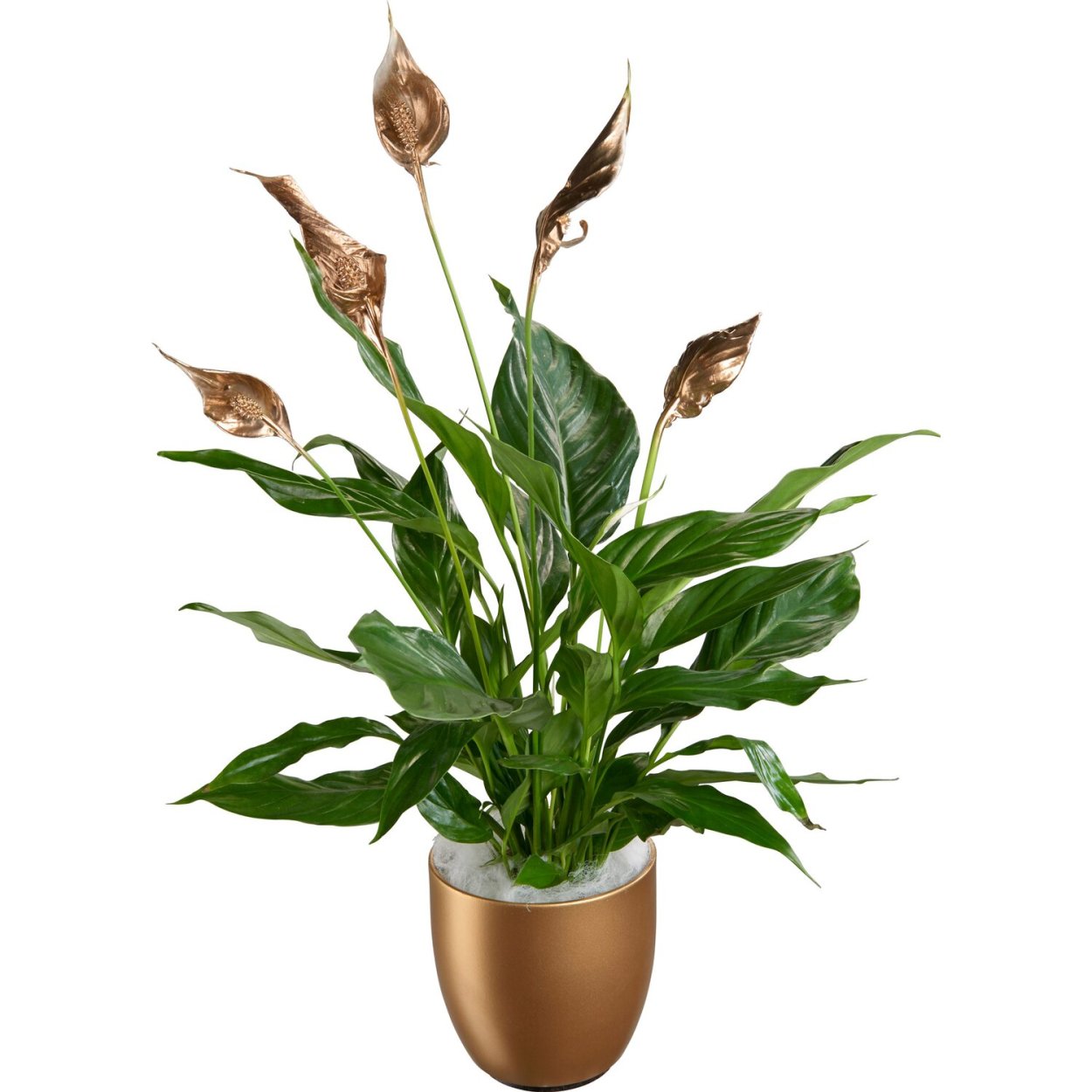 Спатифиллум Калла