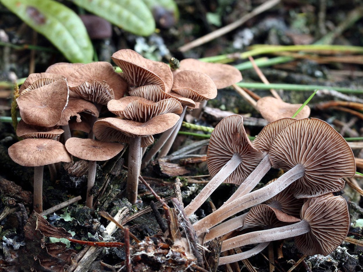 Коллибия скученная