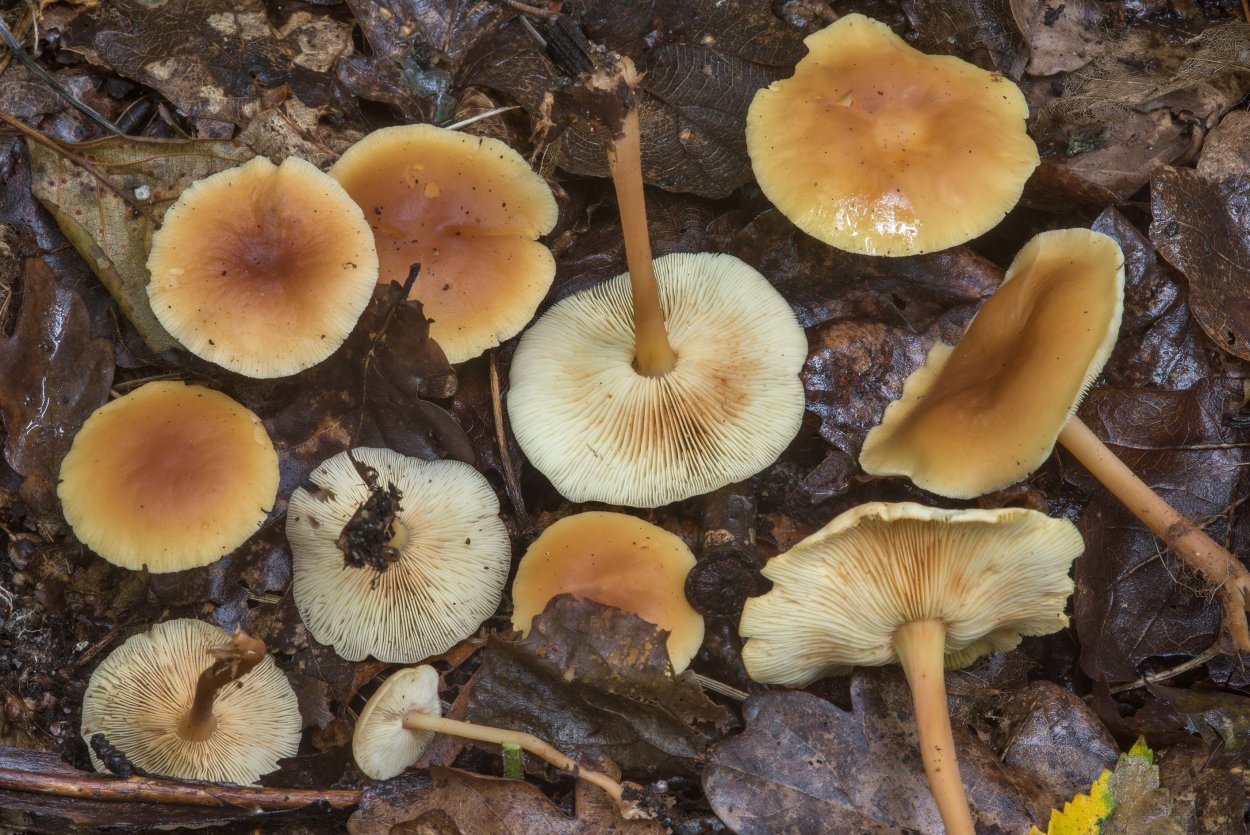 Гриб Коллибия масляная