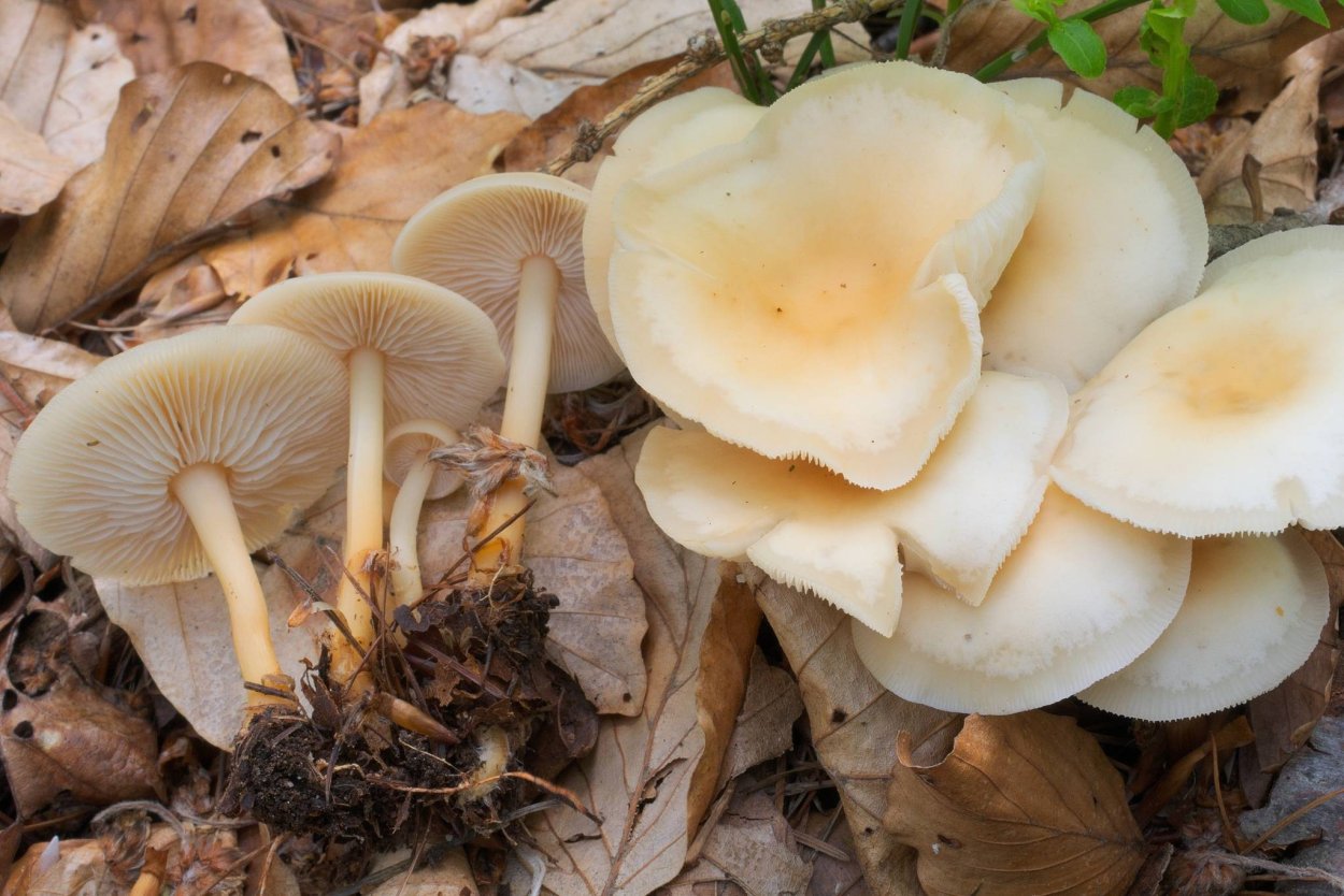 Коллибия желтопластинчатая