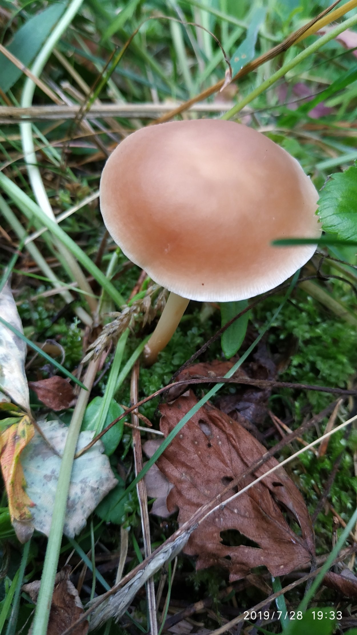 Gymnopus brassicolens