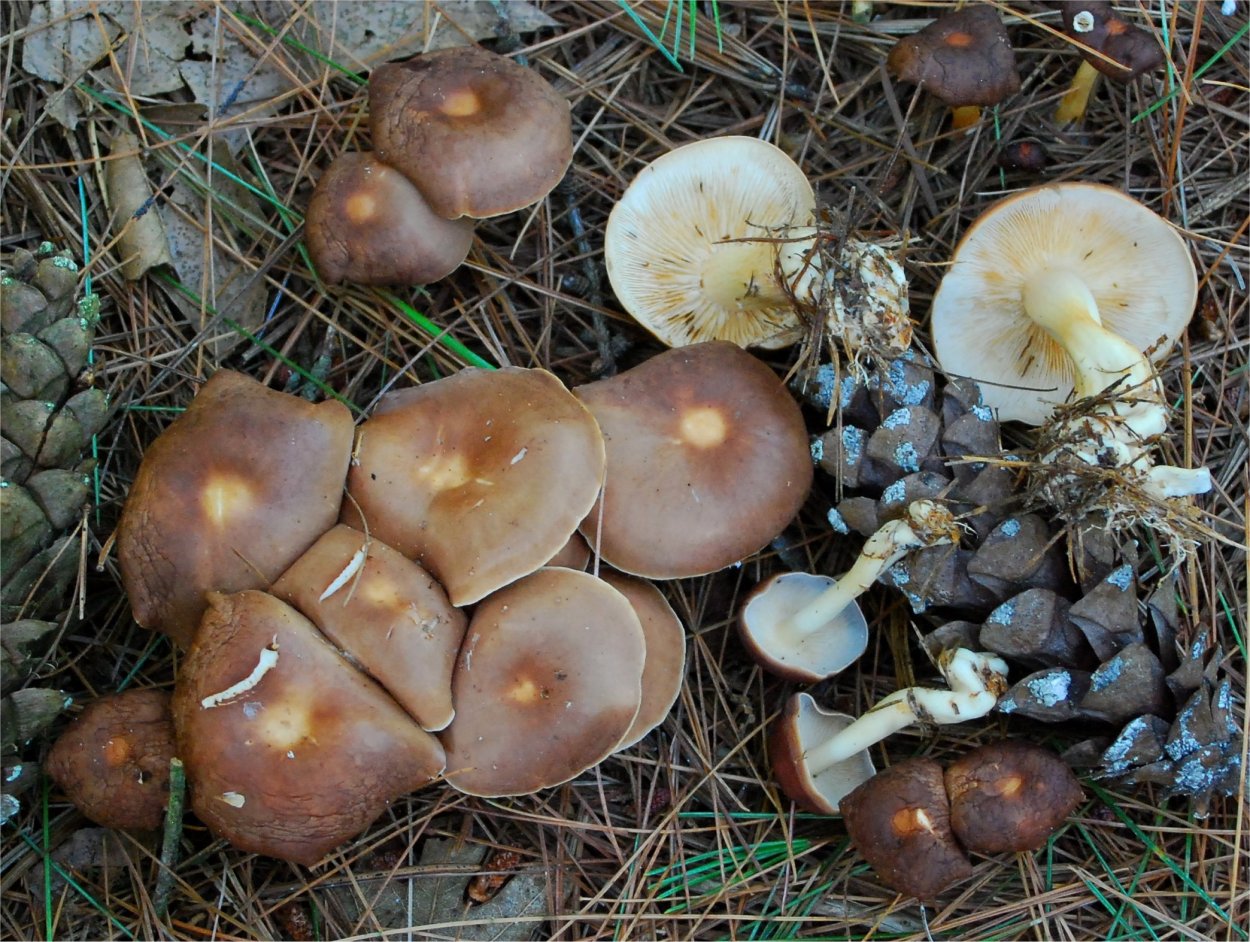 Коллибия веретеноногая