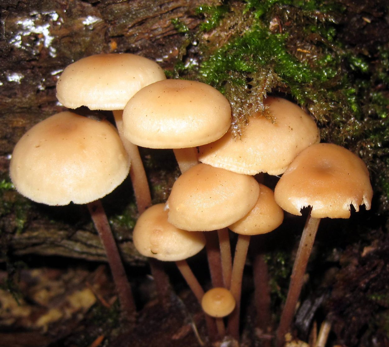 Коллибия подснежная Gymnopus vernus