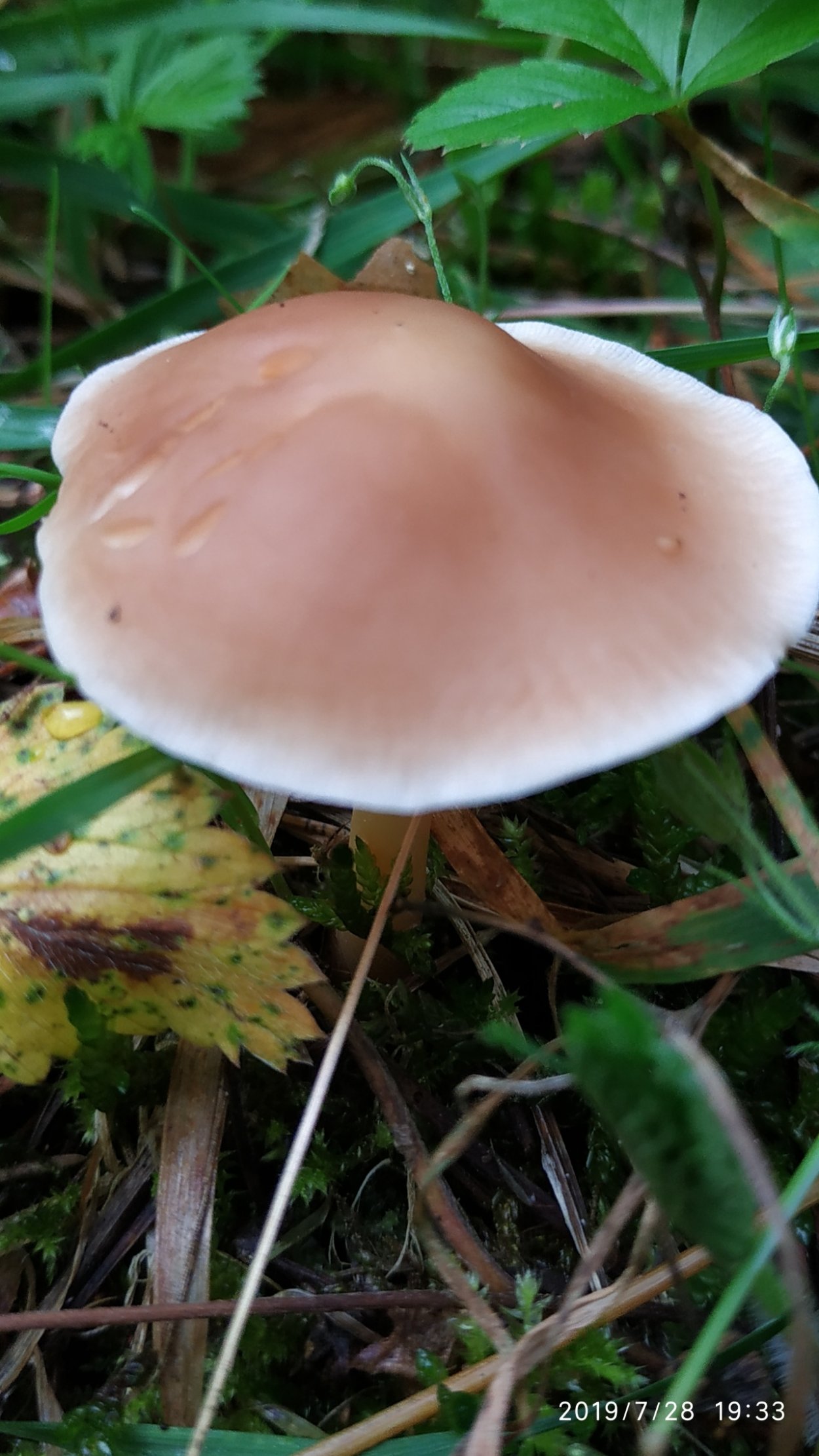 Gymnopus fuscopurpureus