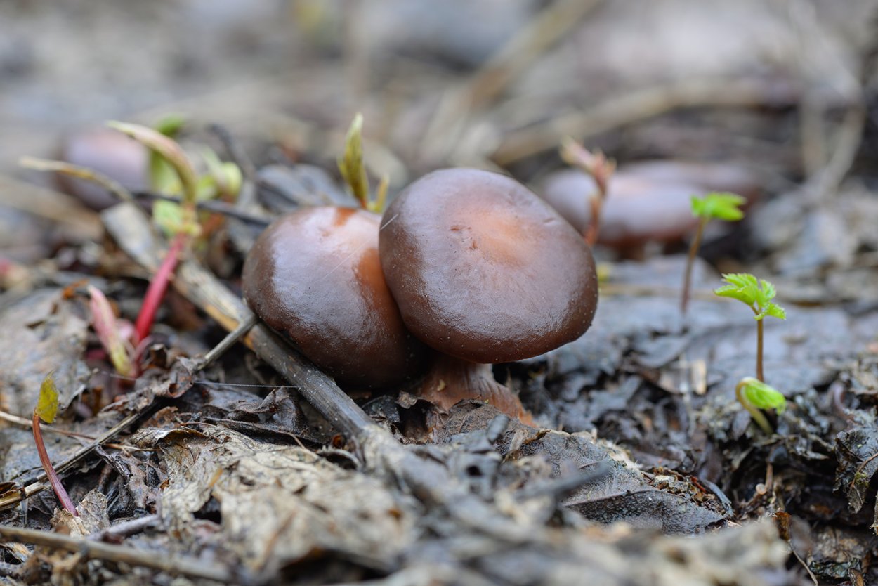 Omphalotus japonicus