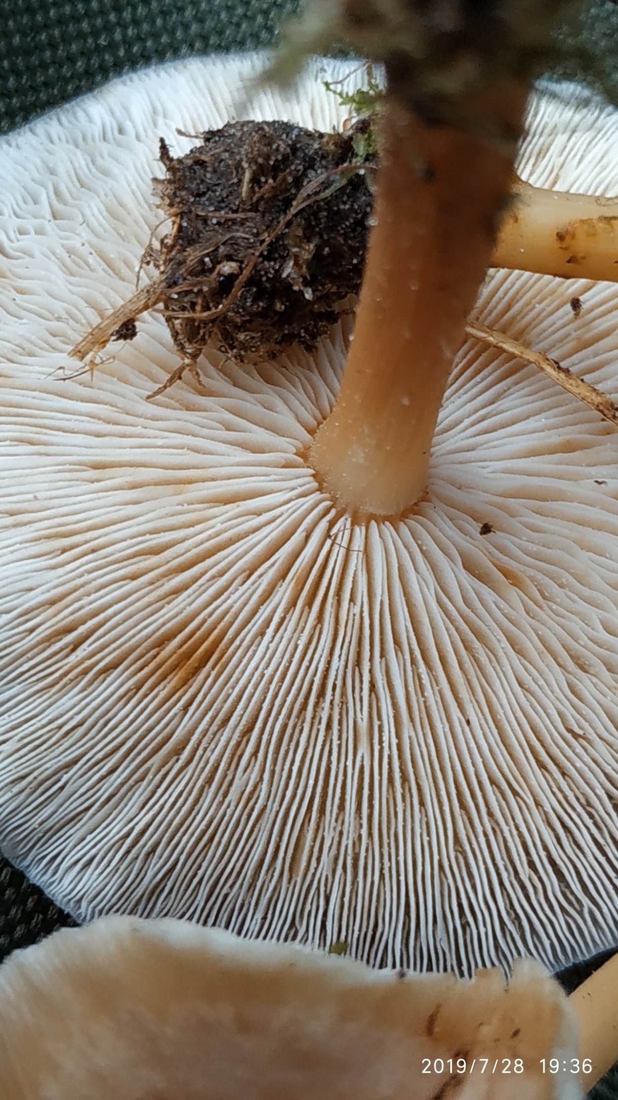 Коллибия желтопластинчатая