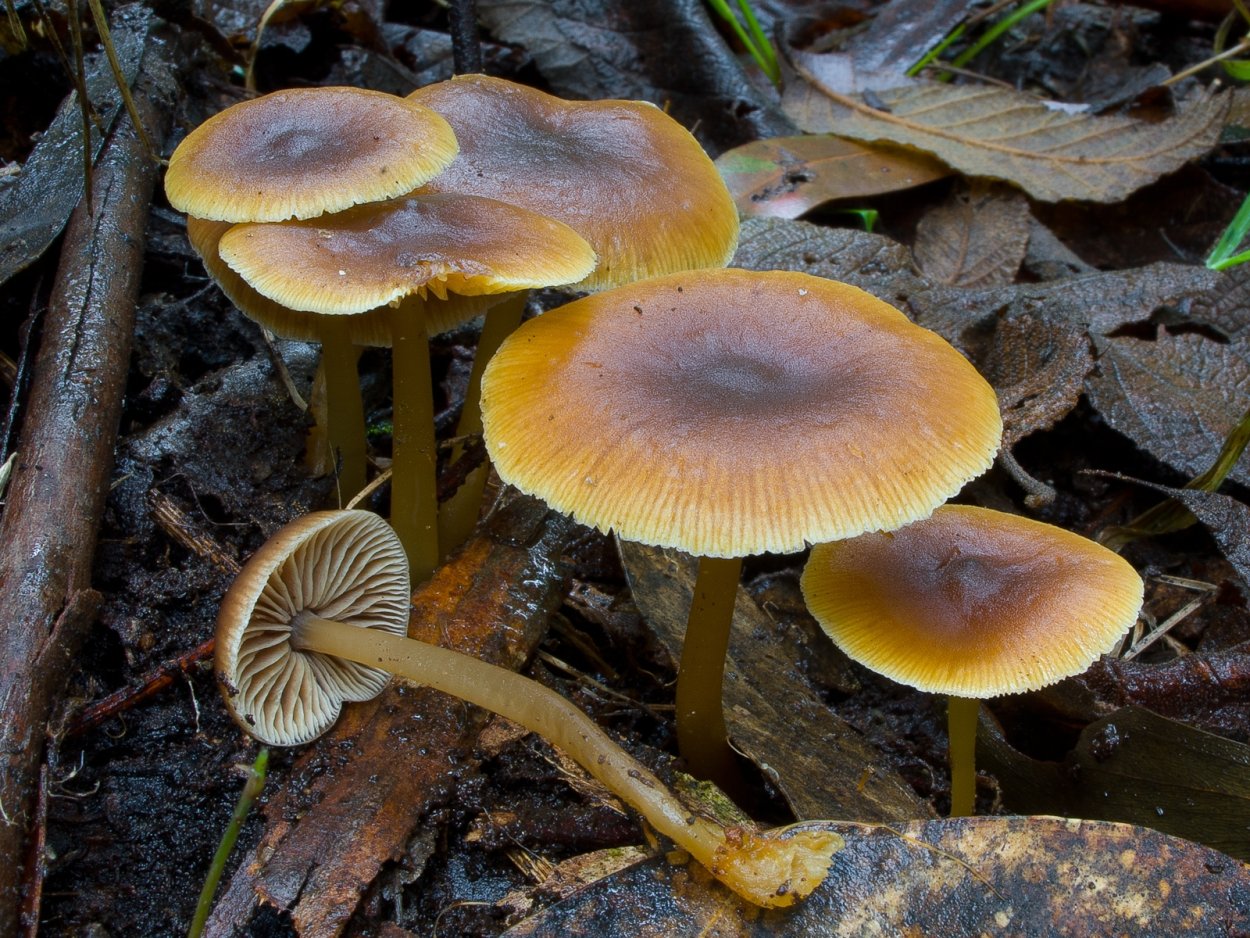 Коллибия веретеноногая Collybia fusipes