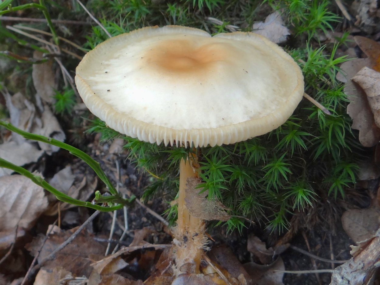 Гимнопил желтопластинчатый съедобный