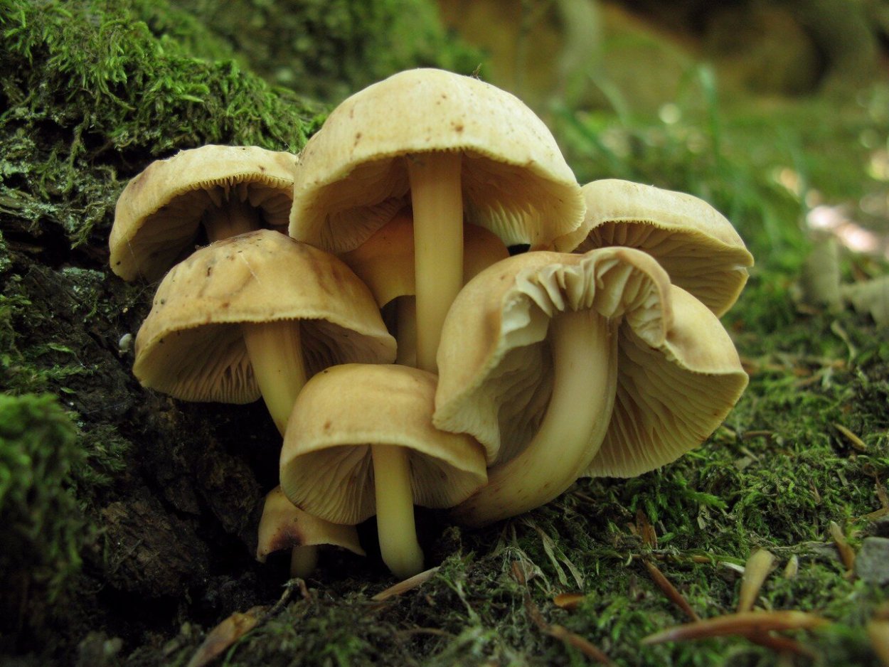 Pseudoclitocybe expallens