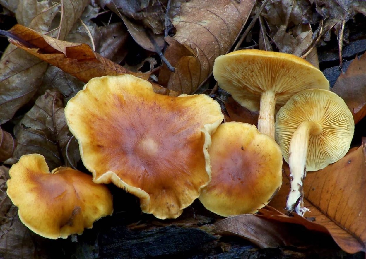 Коллибия желтопластинчатая