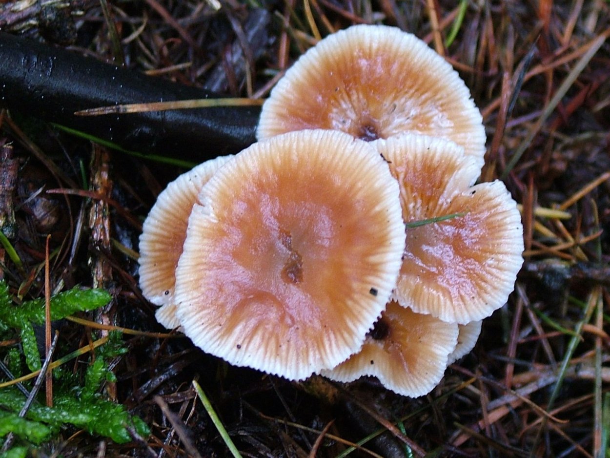 Gymnopus brassicolens