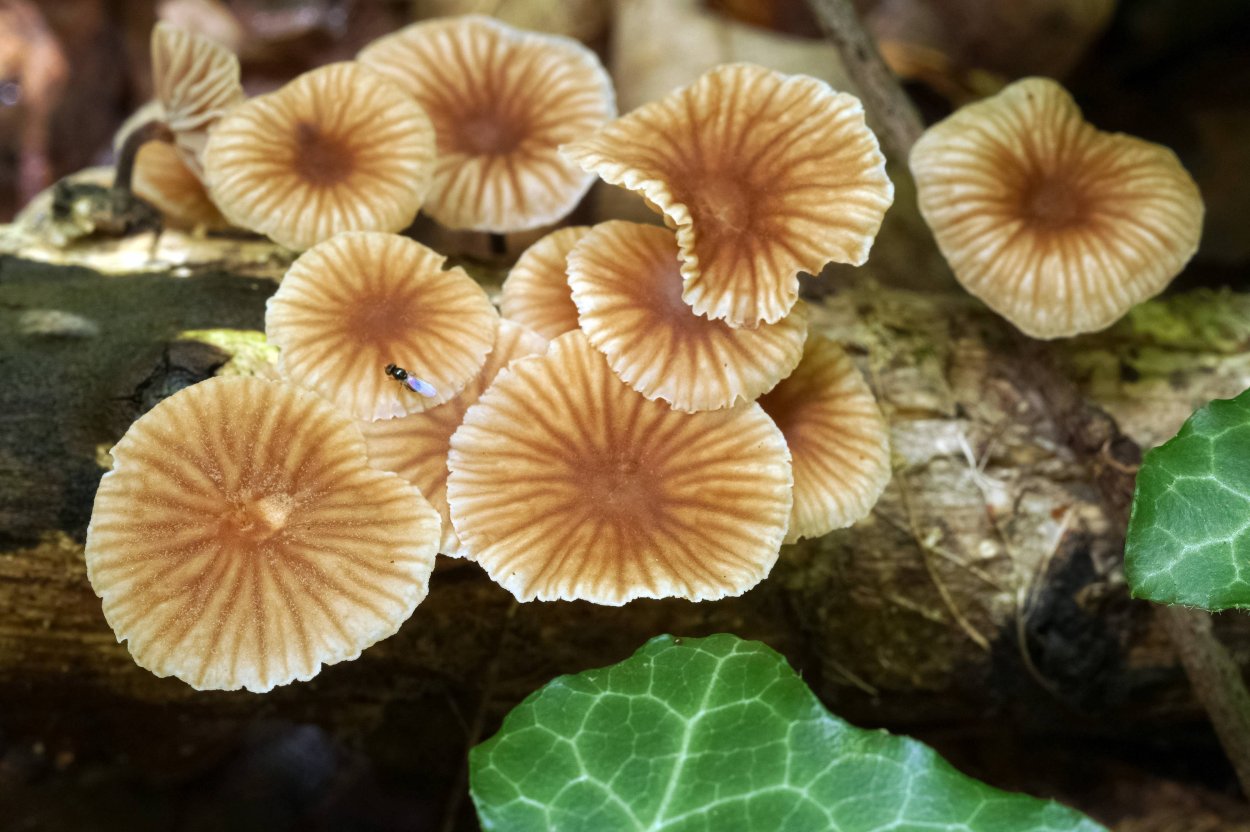 Коллибия обернутая