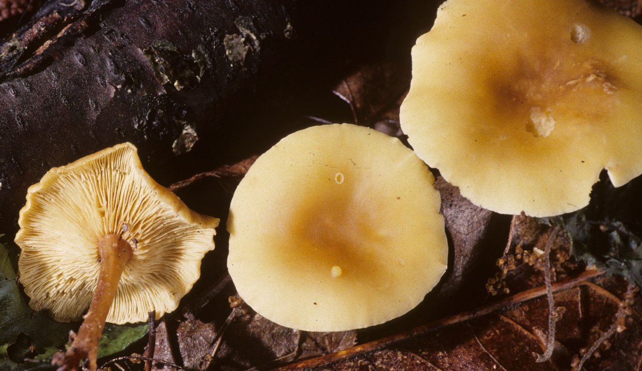 Коллибия лесолюбивая опёнок весенний