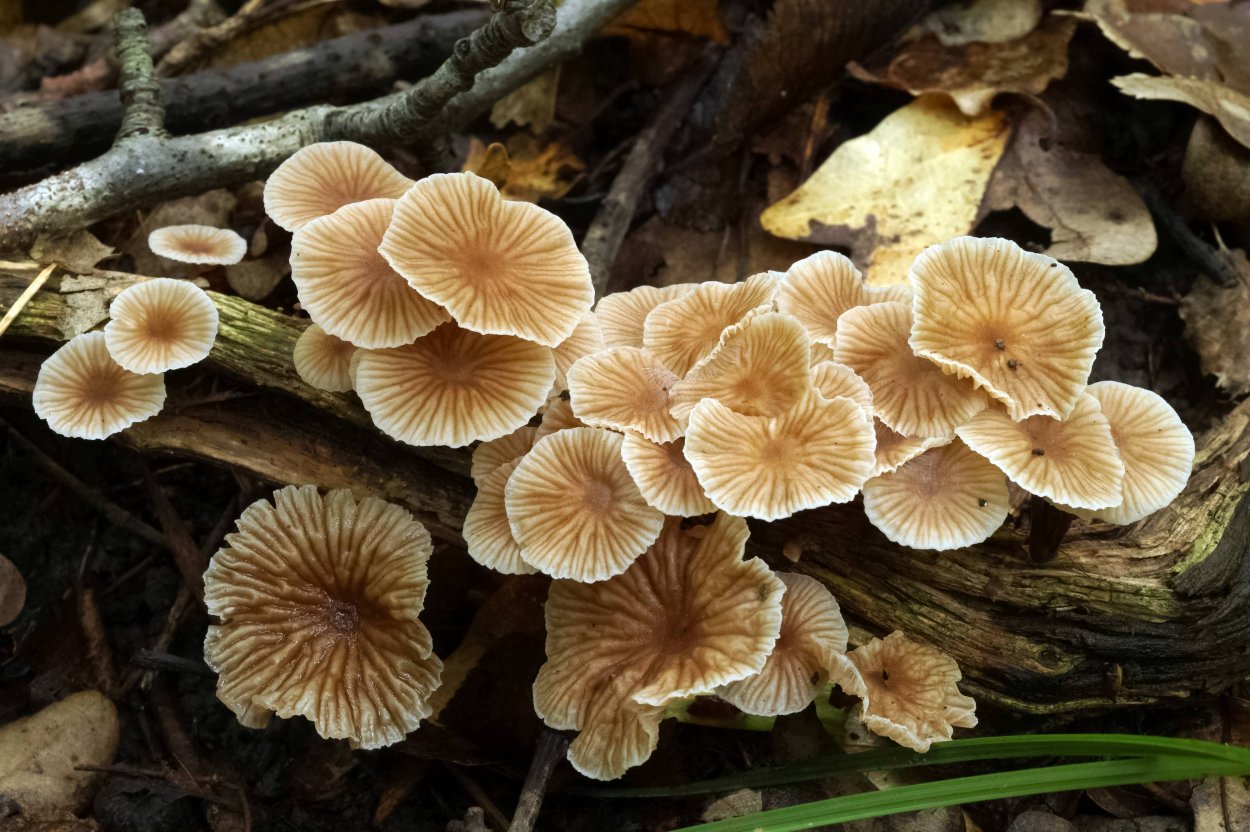 Гимнопус водолюбивый Gymnopus aquosus