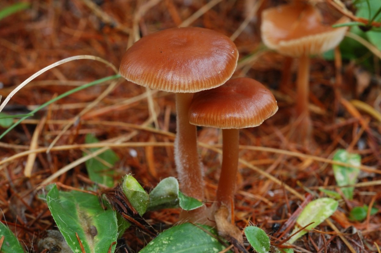 Коллибия пятнистая