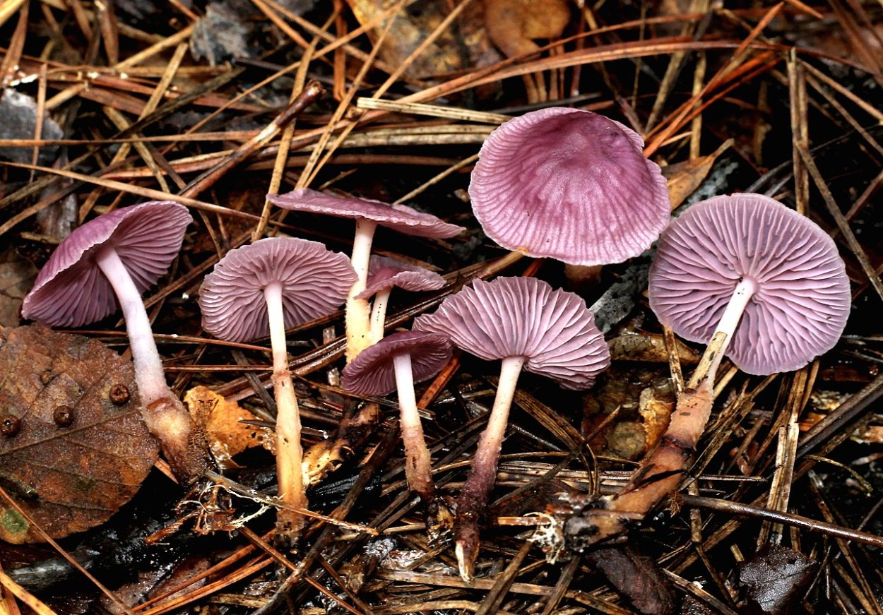 Gymnopus aquosus