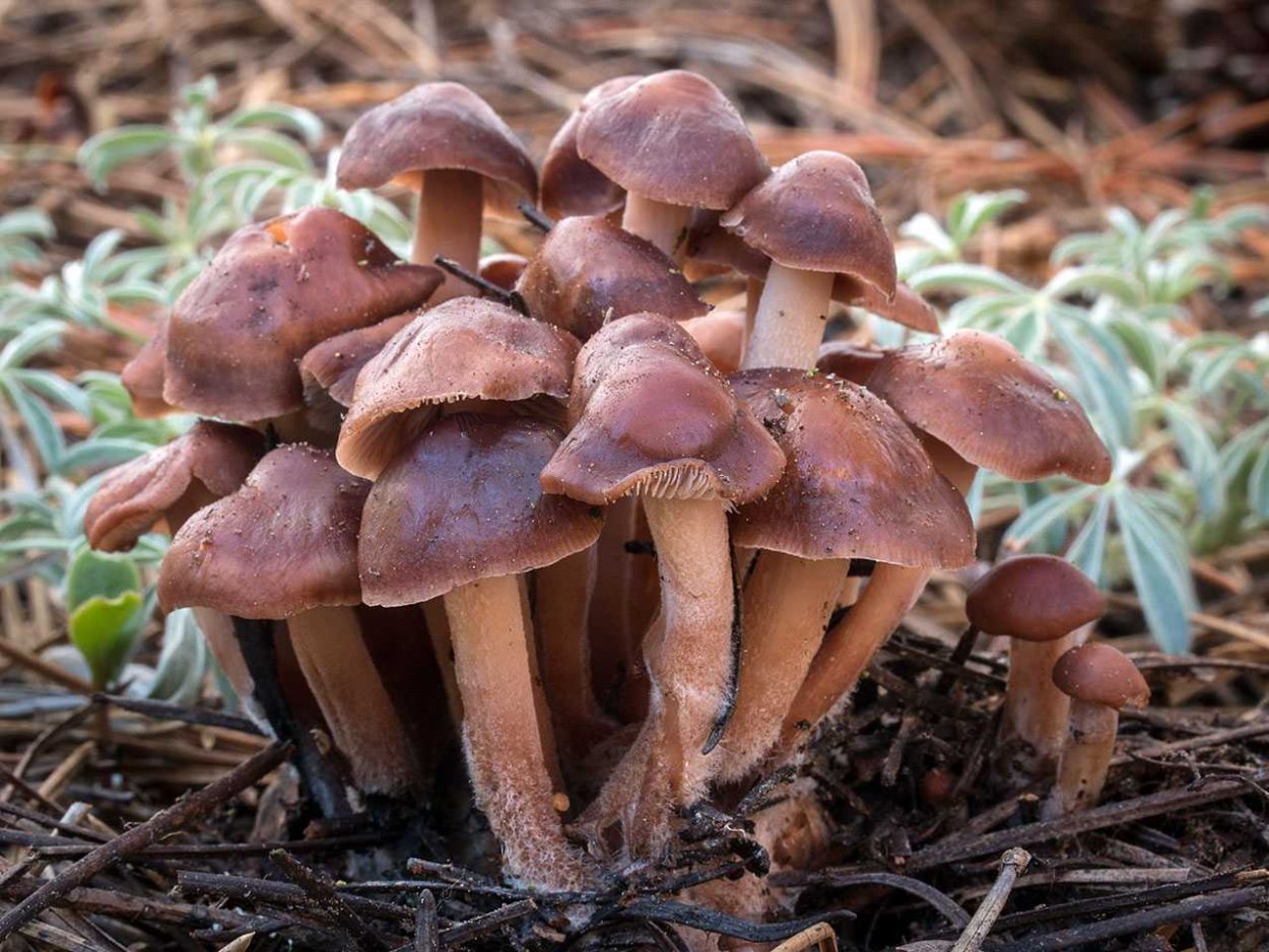 Гриб Коллибия масляная