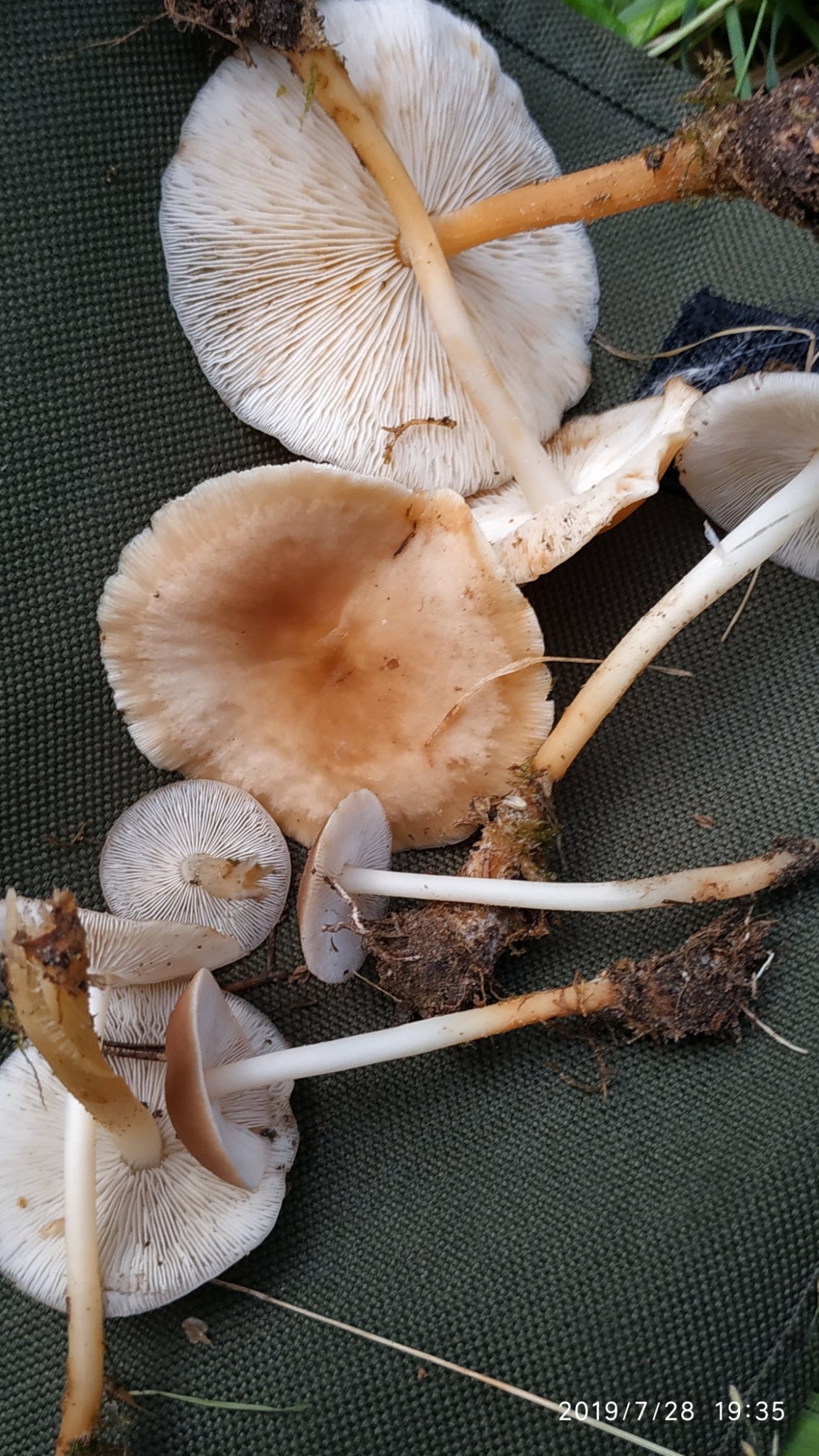 Гимнопус определитель