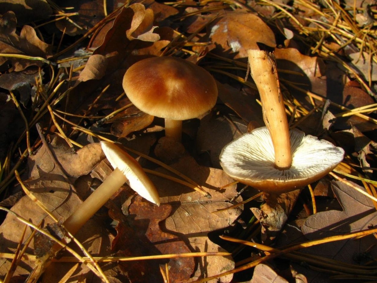 Gymnopus brassicolens