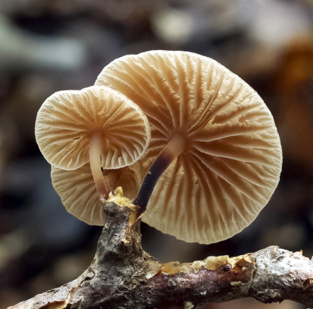 Грибы Гимнопус