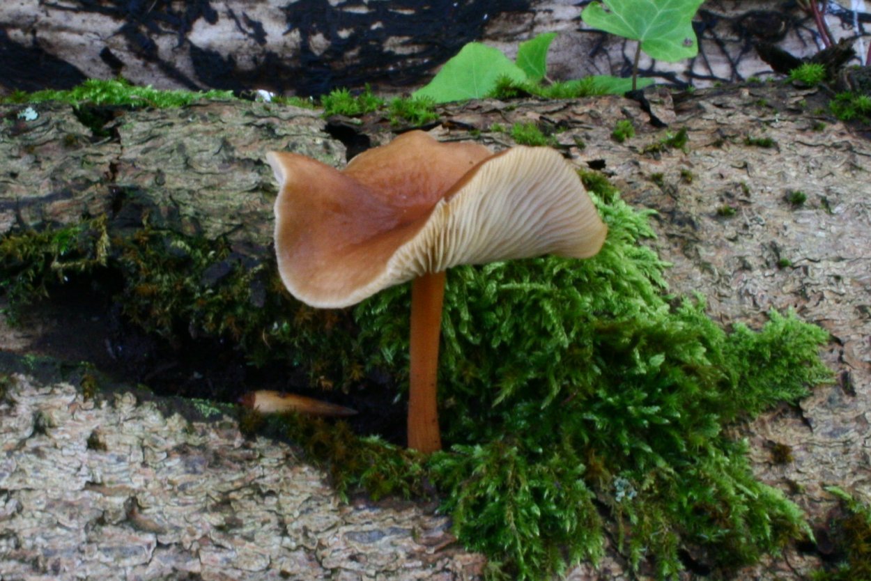 Гимнопус (Коллибия) скученный