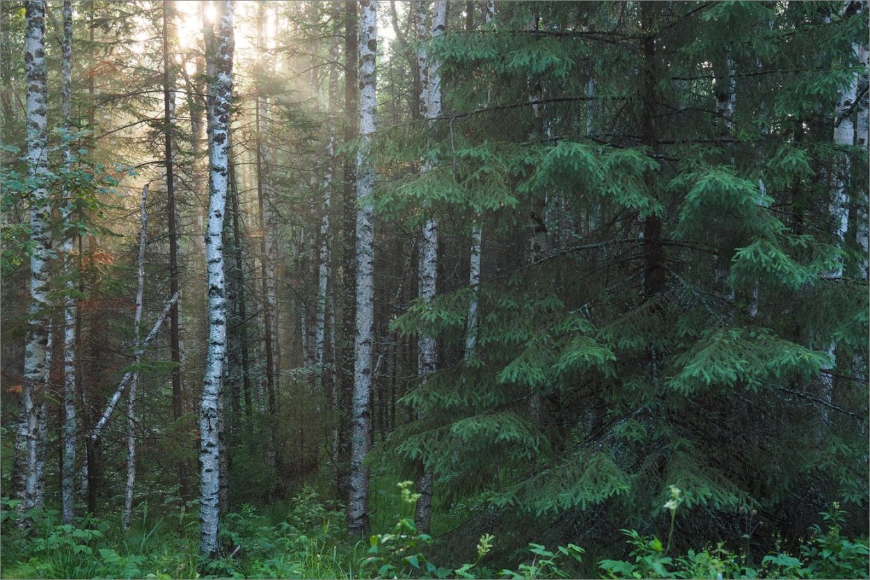 Хвойный лес Южный Урал