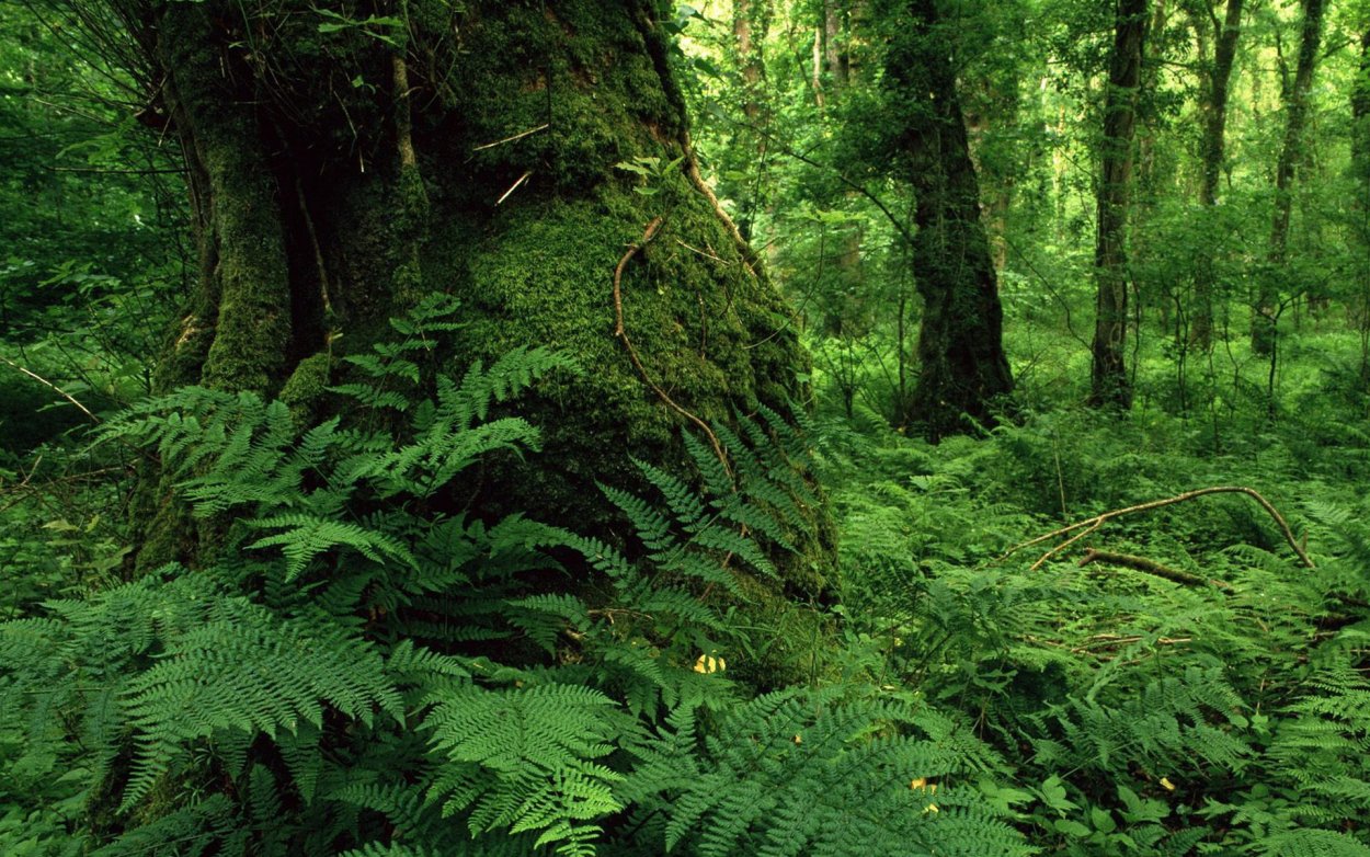 Ельник Папоротниковый