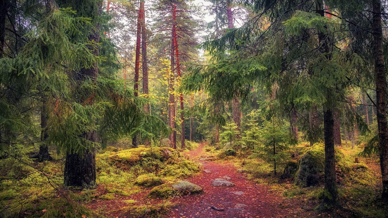 Хвойные Таежные леса Карелии